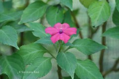 Impatiens walleriana